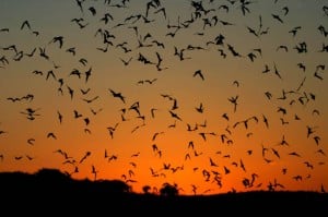 boulder colorado dentist michael adler dancing for bats